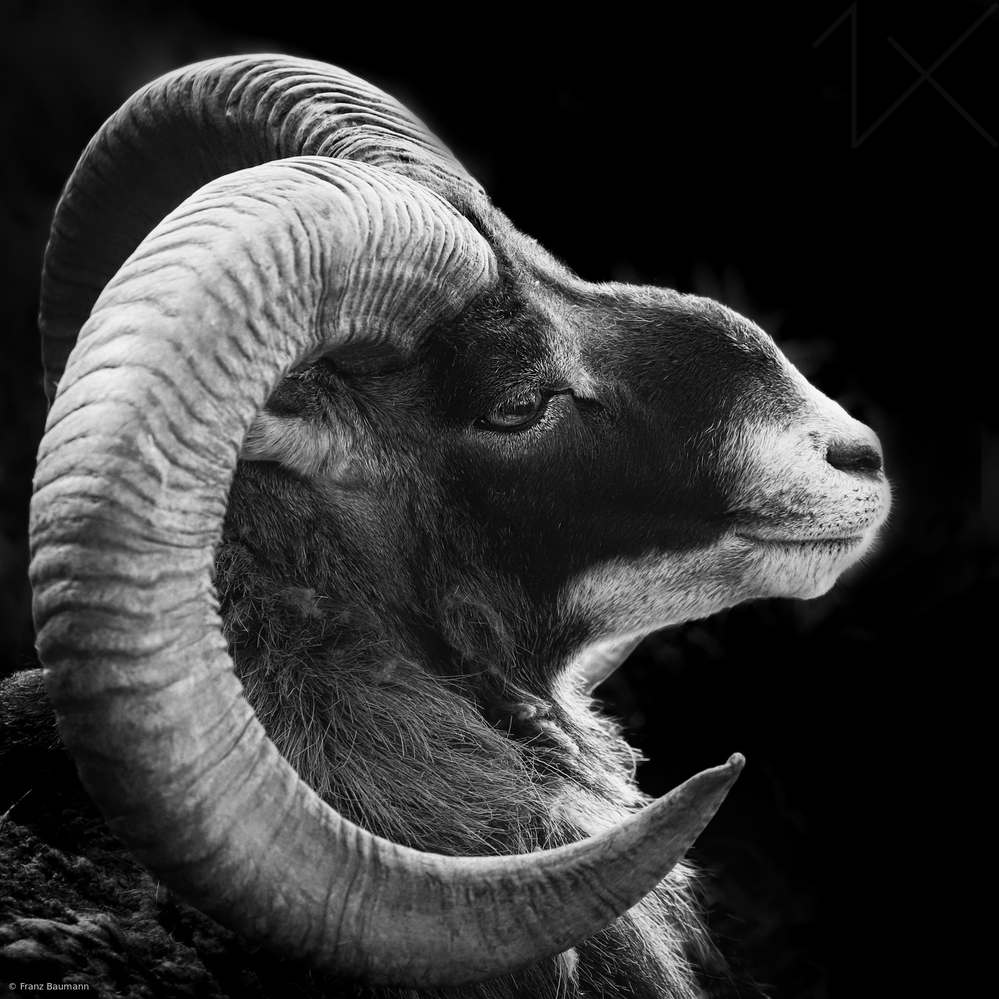 Mouflon