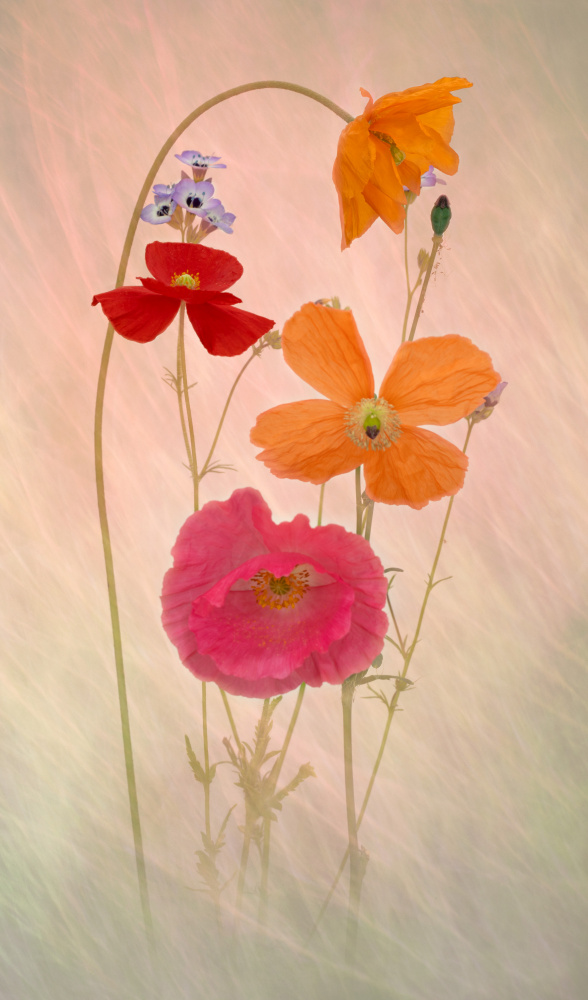 Dreamy Pastel Poppies by Richard Urbanski — canvas wall art