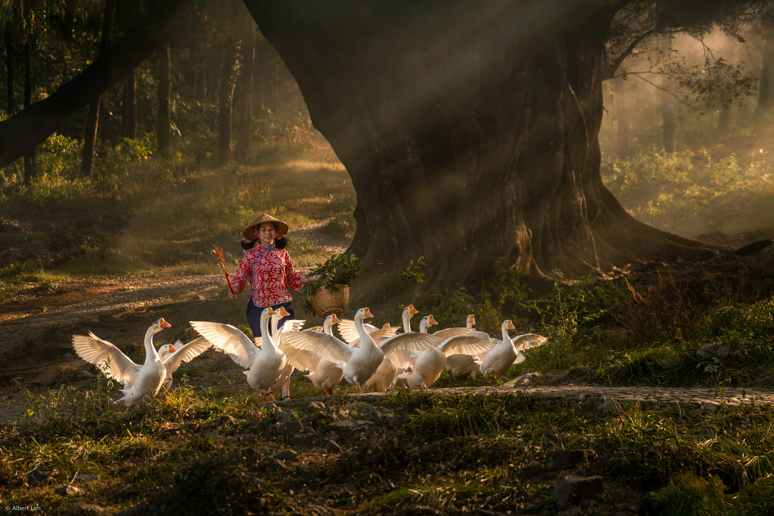 Walking the Geese by Albert Lim