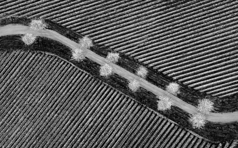 Monochrome Field Road by Irene Wu — canvas wall art