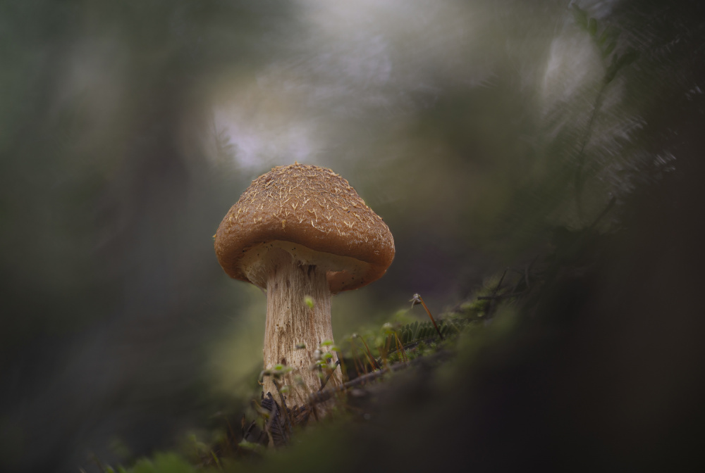 Quiet Forest Mushroom by António Bernardino Coelho — canvas wall art