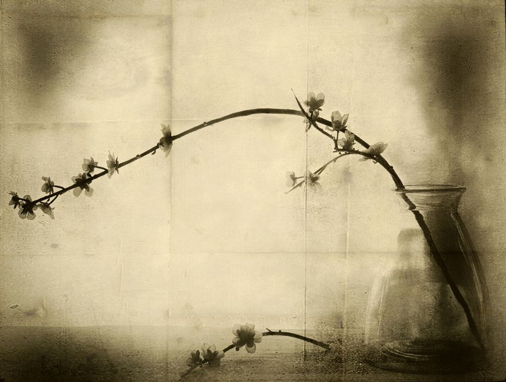 Sepia Floral Still Life by Jeffrey Hummel — canvas wall art