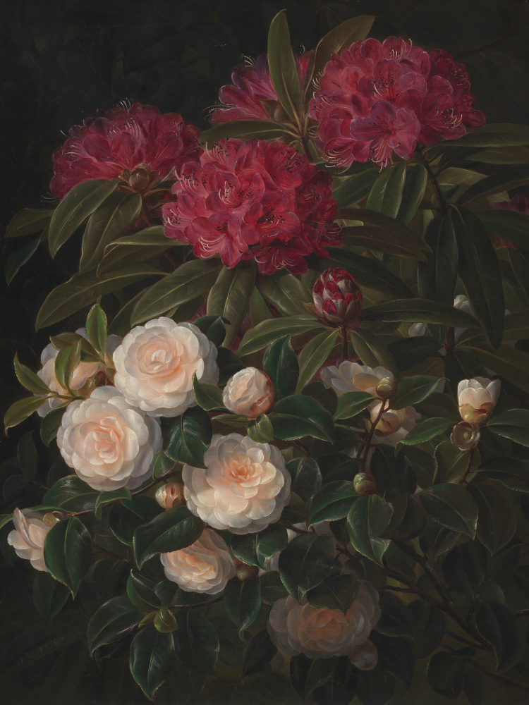 Camellias and Rhododendrons By Johan Laurentz Jensen by Johan Laurentz Jensen — canvas wall art
