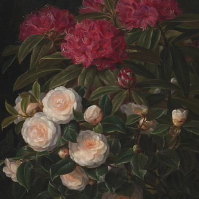 Camellias and Rhododendrons By Johan Laurentz Jensen
