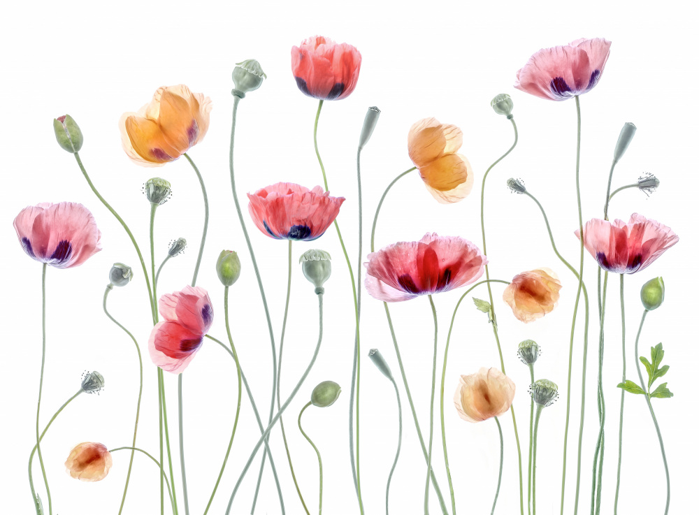 Papaver party by Mandy Disher — canvas wall art