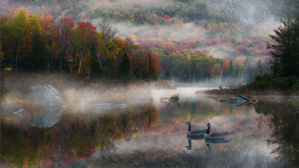 Misty Autumn Lake Geese by Johnny Zhang — canvas wall art