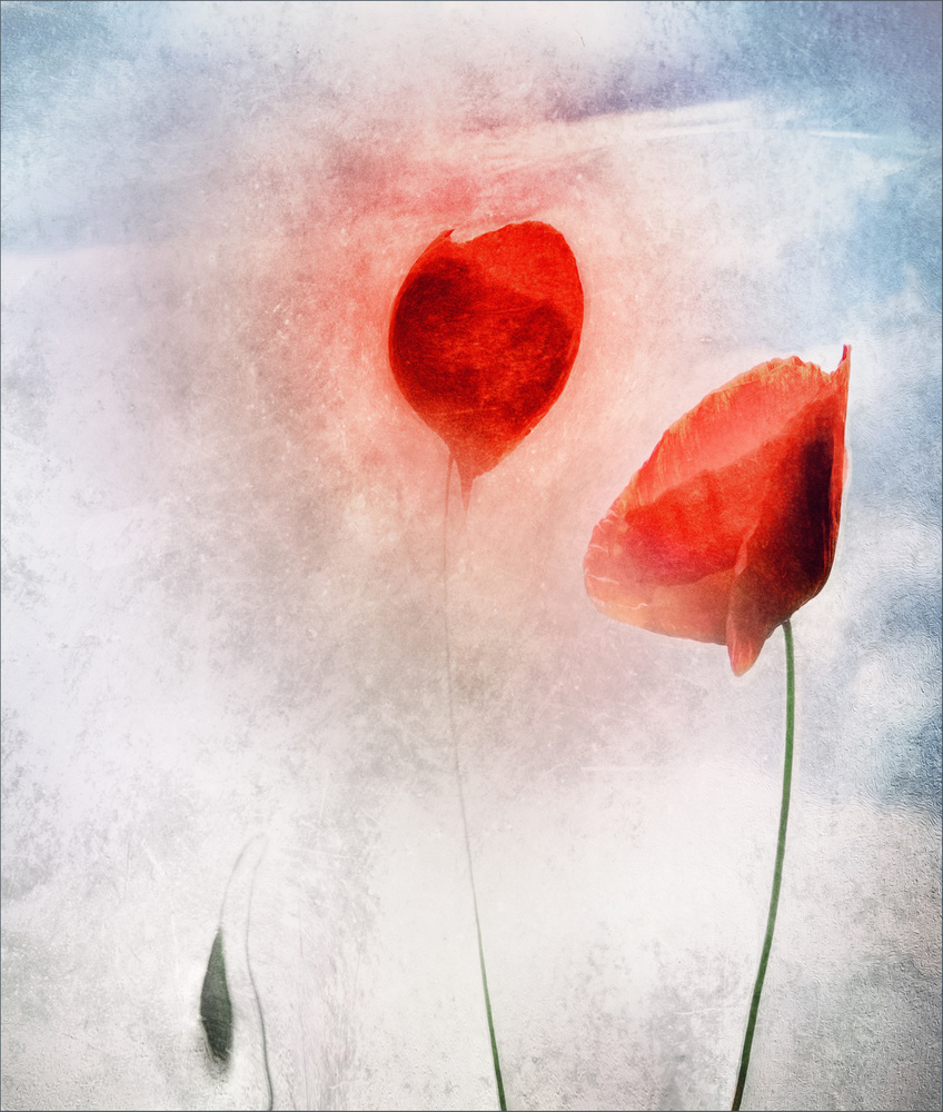 Ethereal Red Poppies by Gilbert Claes — canvas wall art