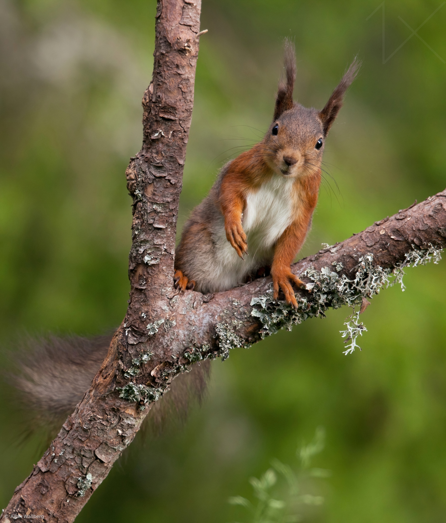 Squirrel