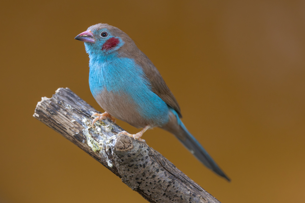 Blue Finch on Branch by Azim Khan Ronnie — canvas wall art