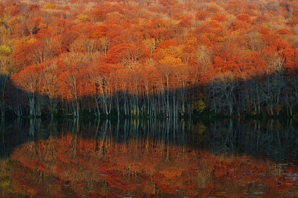 Autumn Forest Reflection by Sho Shibata — canvas wall art