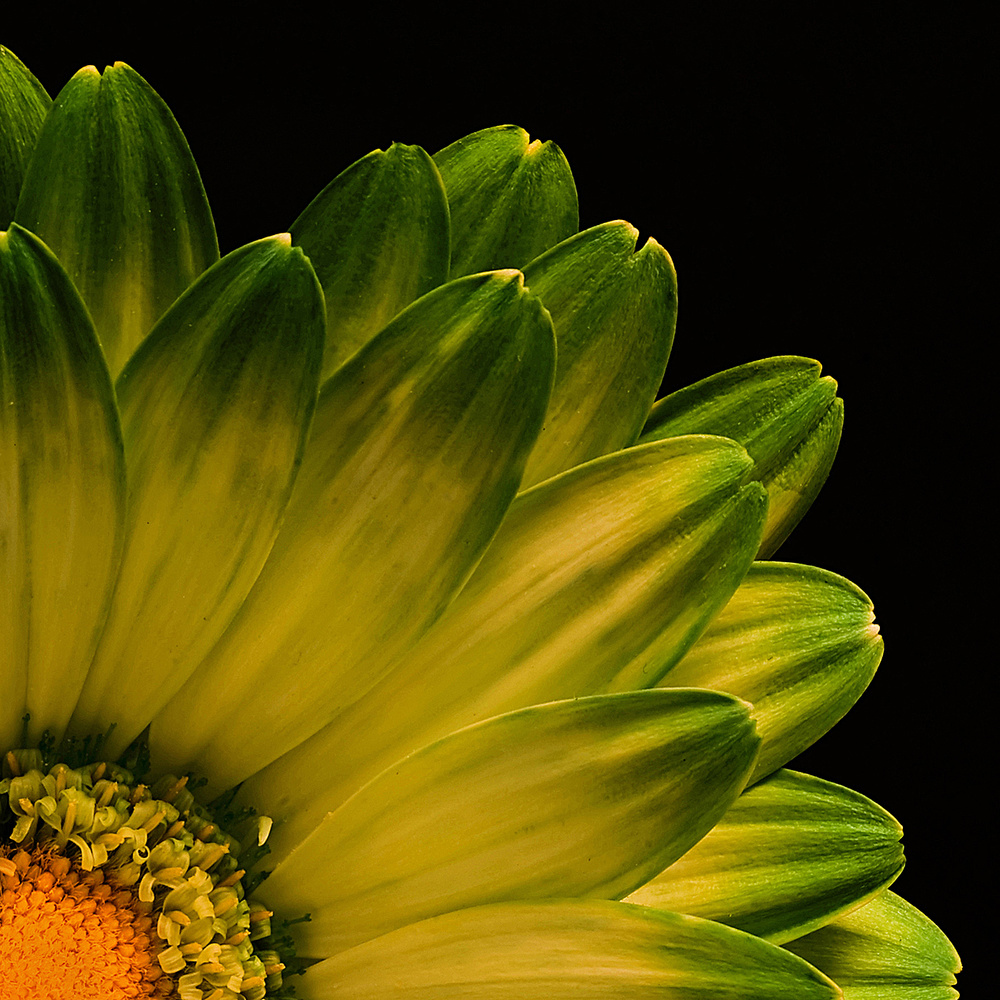 Vibrant Green Yellow Bloom by Þorsteinn H. Ingibergsson — canvas wall art