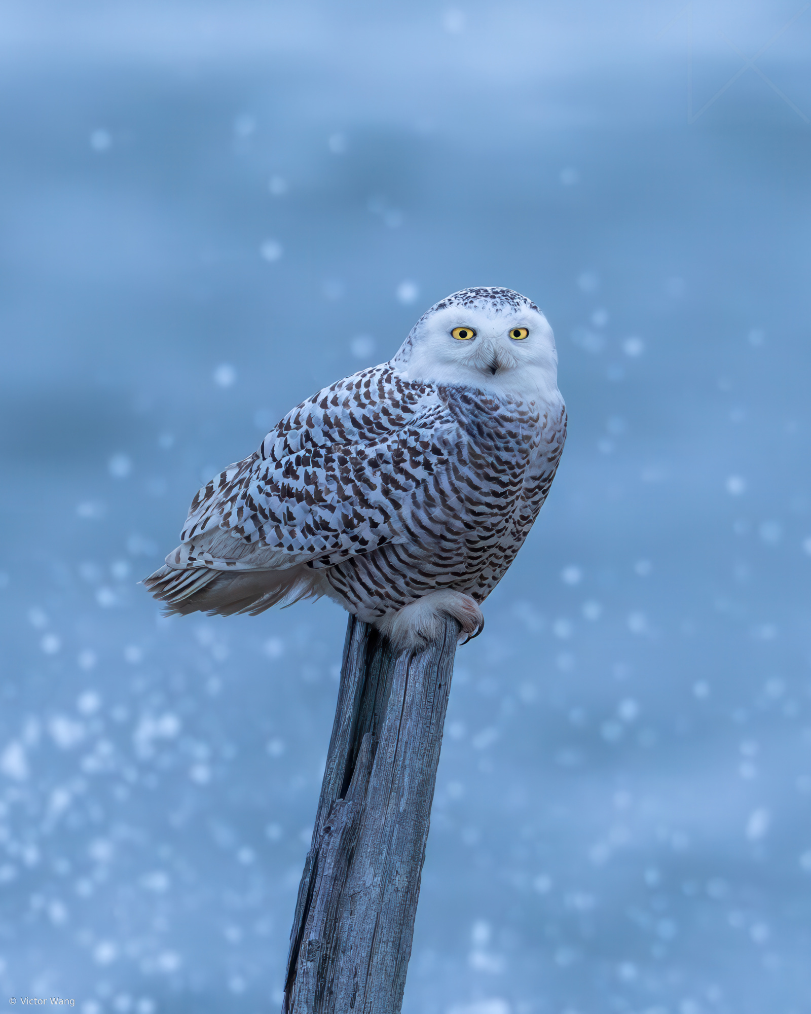 Snowy Owl on a Post