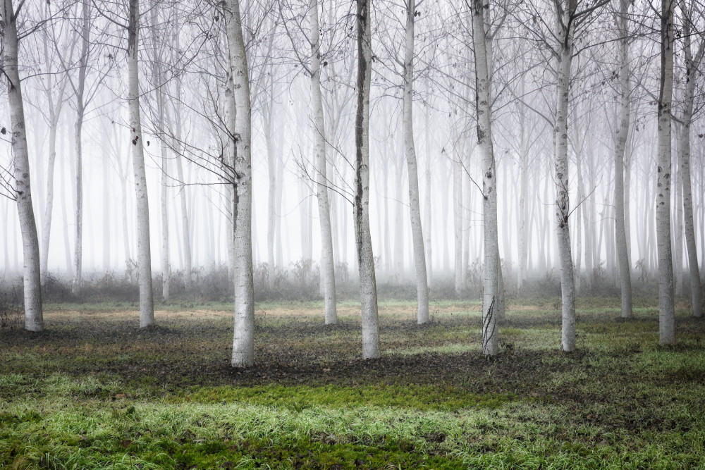 Misty White Forest by Fiorenzo Carozzi — canvas wall art