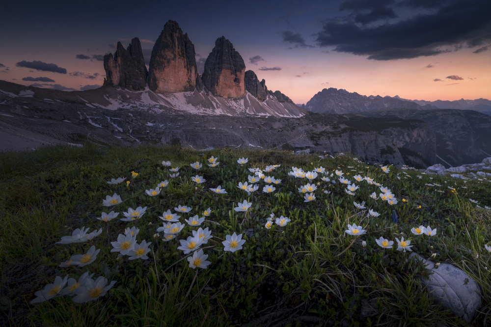 Dolomites Twilight Bloom by Tom Meier — canvas wall art