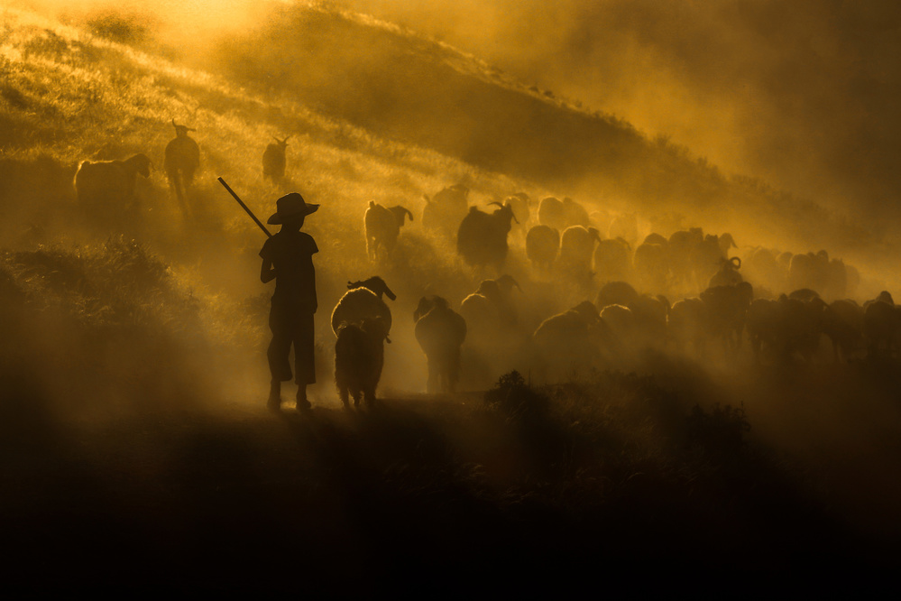 Shepherd's Golden Herd by Ummu Nisan Kandilcioglu — canvas wall art