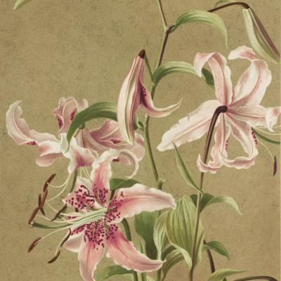 Japan Lily By Ellen Thayer Fisher