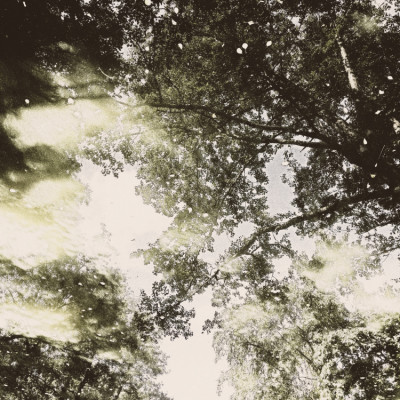 Dreamy Forest Light