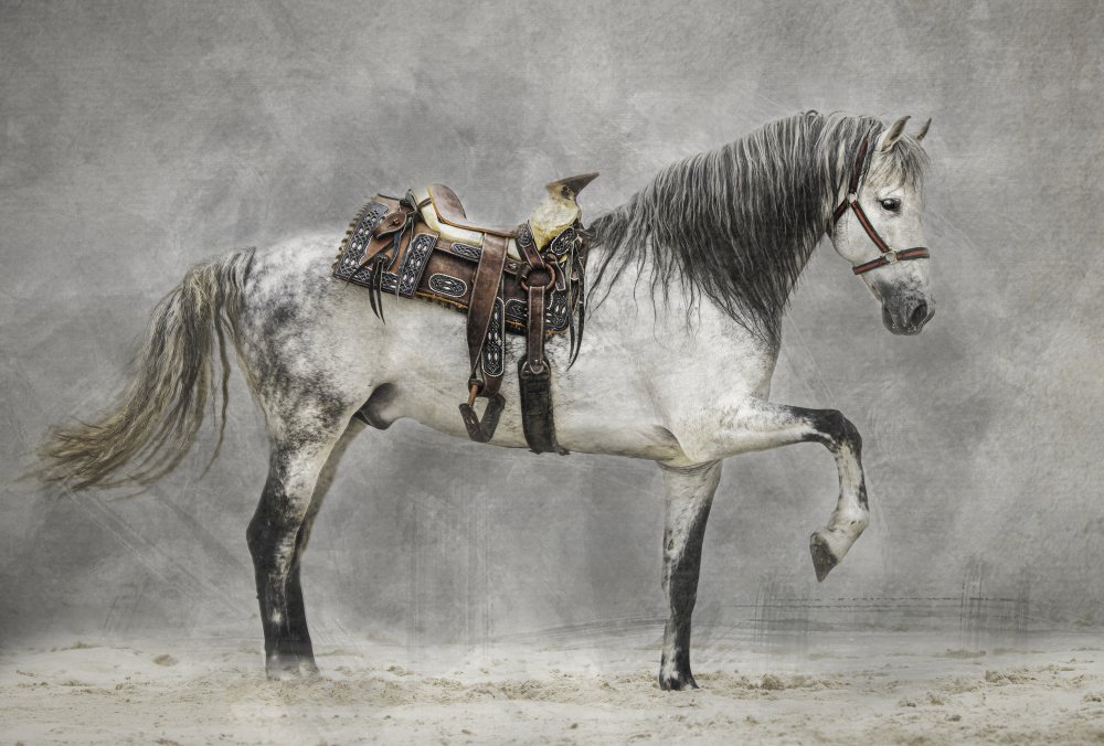 Majestic Dapple Horse by Julie Tennant — canvas wall art