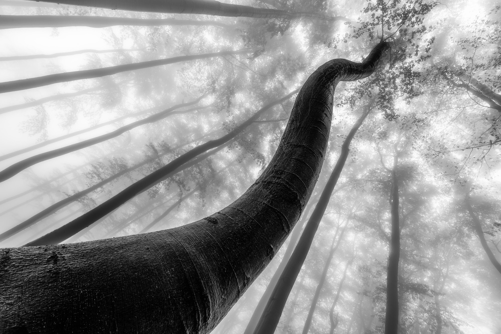 Curved Tree Foggy Forest by Tom Pavlasek — canvas wall art