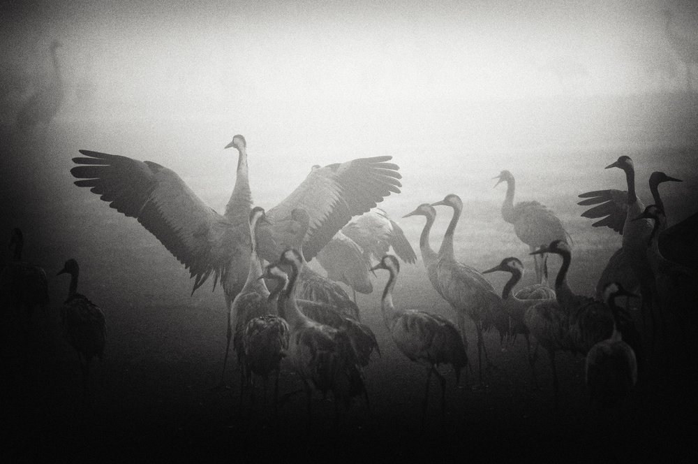 Misty Cranes Gathering by Miki Meir Levi — canvas wall art