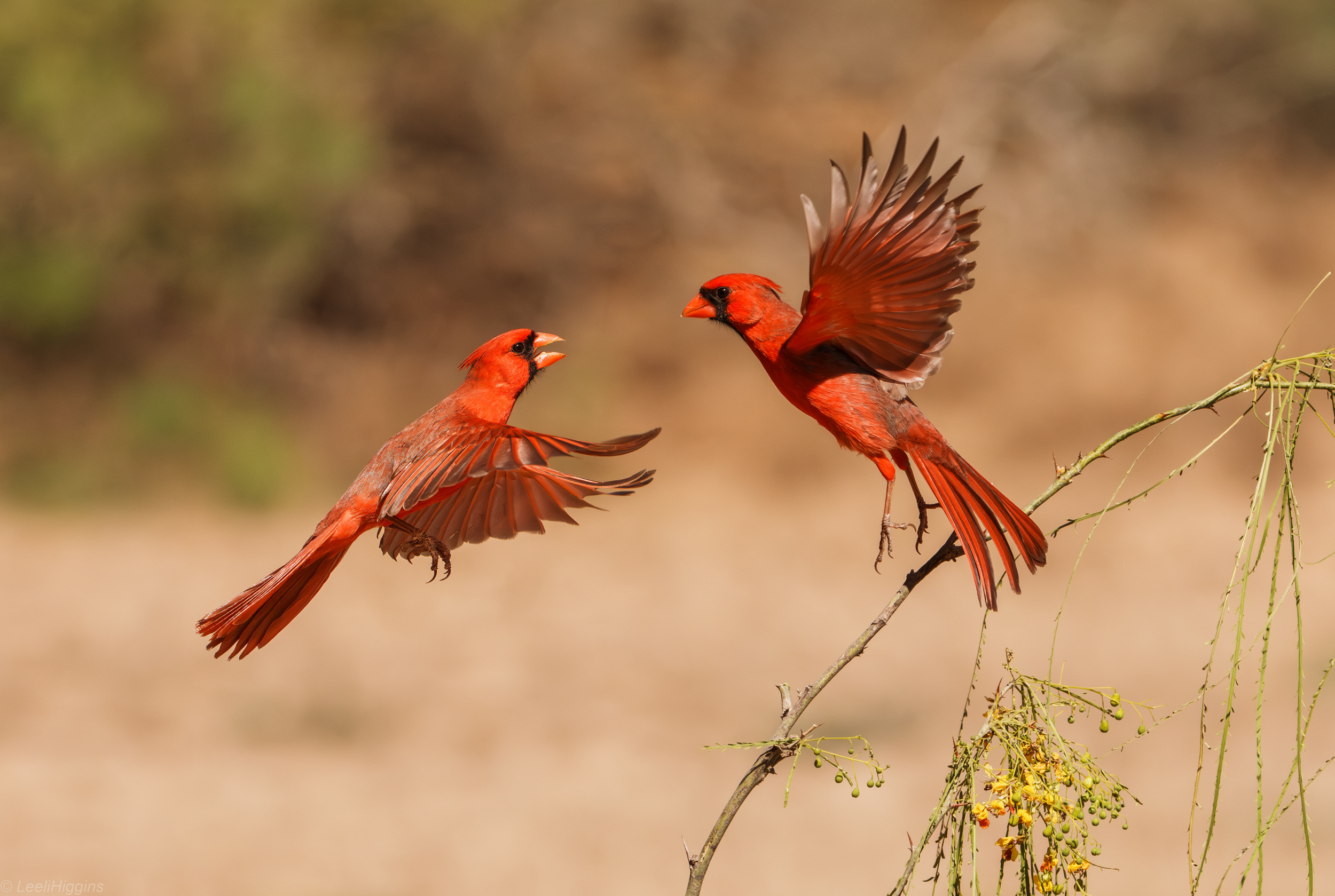 Male cardinals fighting for territory by Leeli Higgins