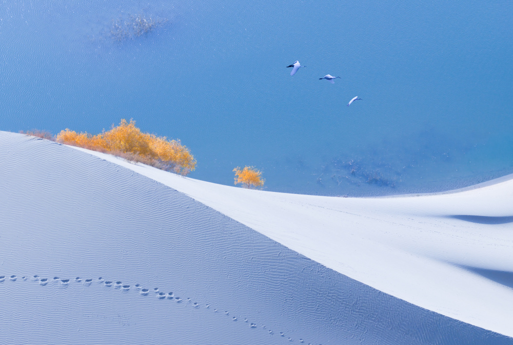 Golden Trees Blue Lake by Dennis Zhang — canvas wall art