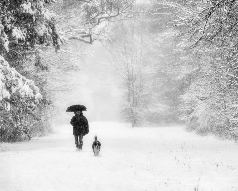 Snowy Winter Dog Walk by Alexej Schulz — canvas wall art