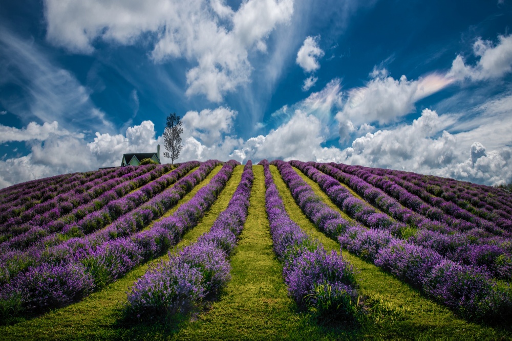 Vibrant Lavender Hill by Zoran Dujic LightHunter — canvas wall art