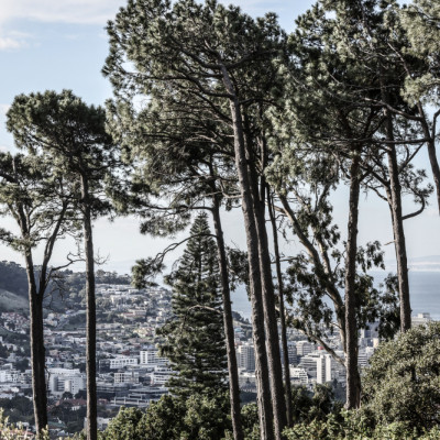 City Pines