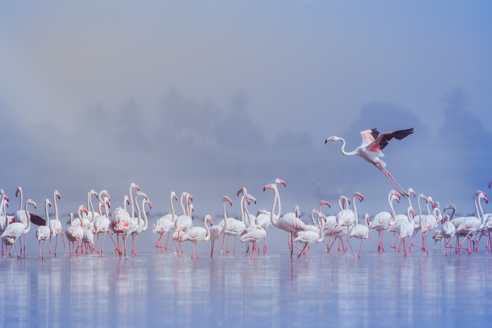 Misty Flamingo Flight by Rahul Wedpathak — canvas wall art