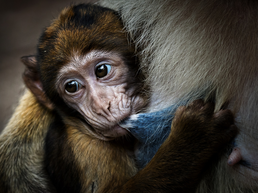 Baby Monkey Nursing by Dennis Mohrmann — canvas wall art