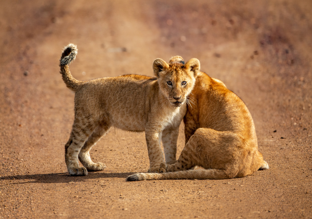 African Lion Cubs by Jaco Marx — canvas wall art