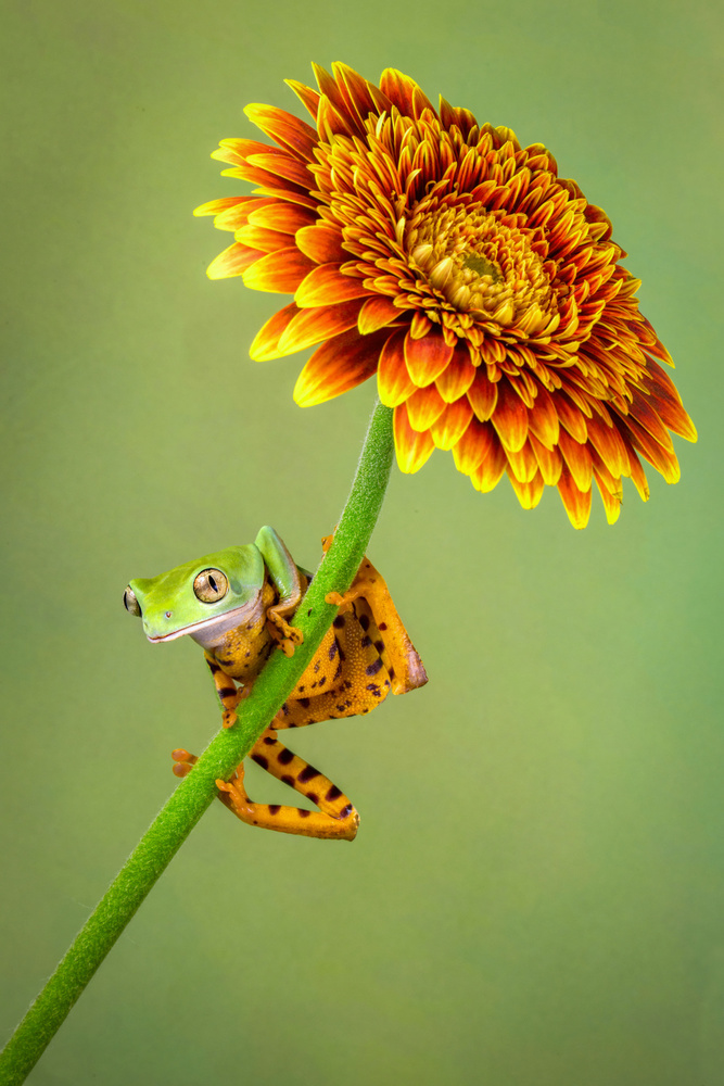 Playful Frog on Gerbera by Renee Doyle — canvas wall art