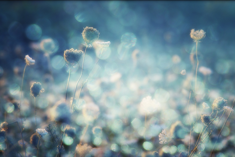 Dreamy Blue Flowers by Stefan Eisele — canvas wall art