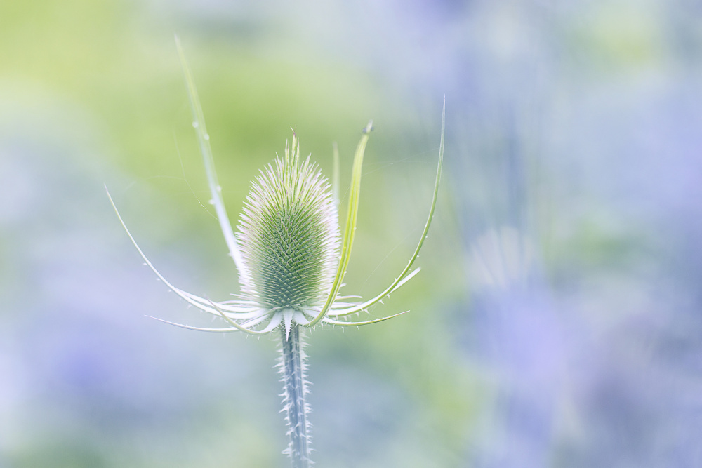 Soft Green Thistle by Benjamine Hullot Scalvenzi — canvas wall art