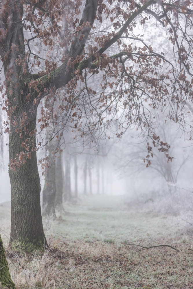 Foggy Winter Morning 3 by Mareike Böhmer — canvas wall art