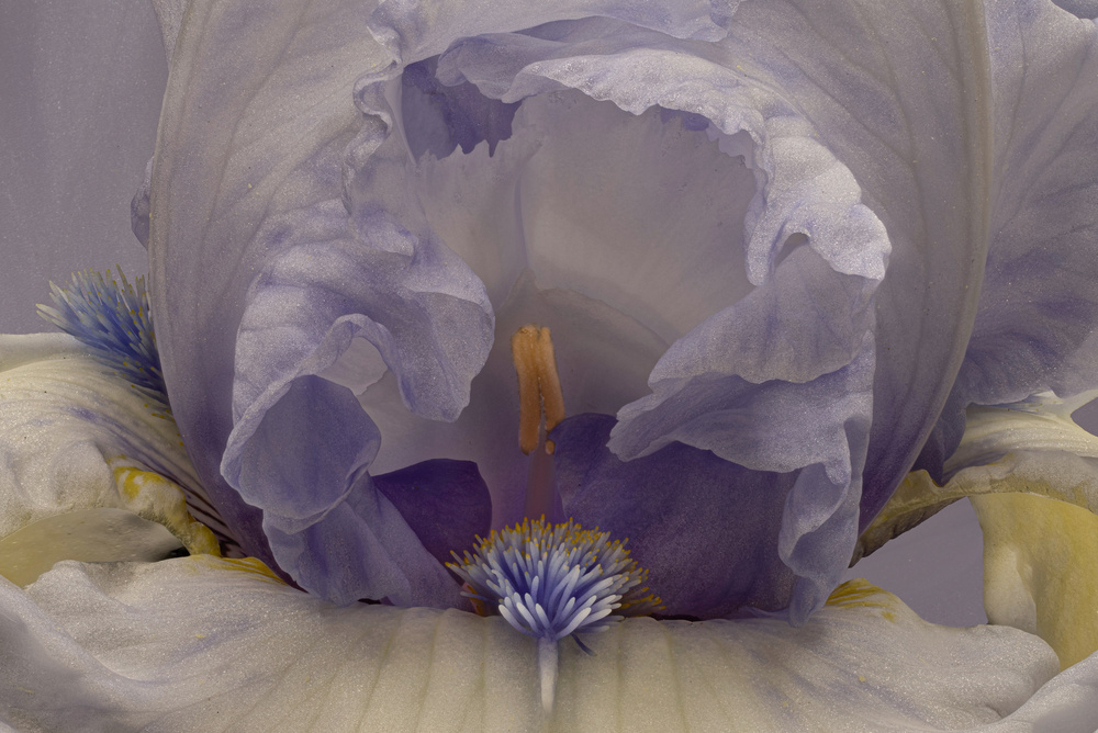 Soft Lavender Iris by Richard Urbanski — canvas wall art