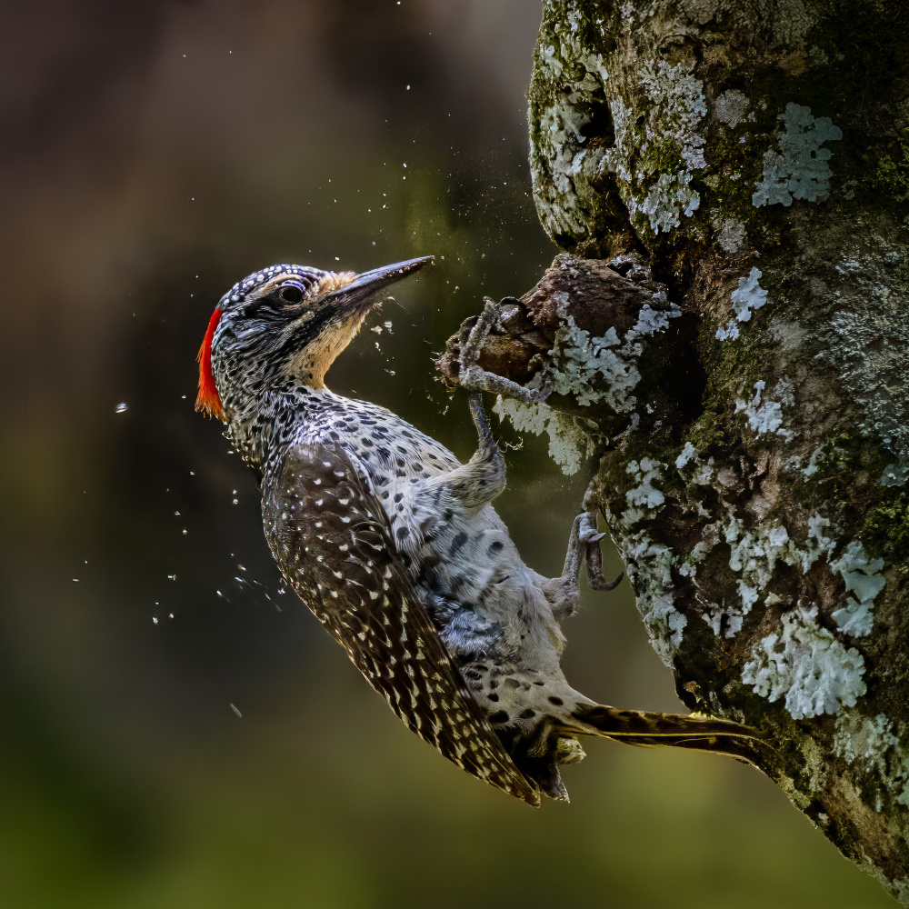 Wild Woodpecker Pecking by Yousef Abuaisheh — canvas wall art
