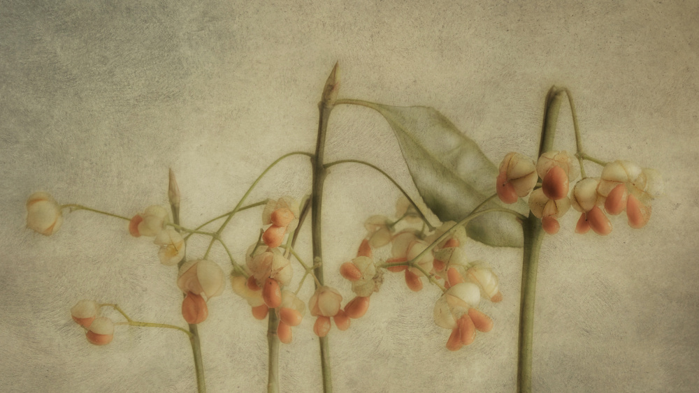 Delicate Botanical Stems by Marie-anne Stas — canvas wall art