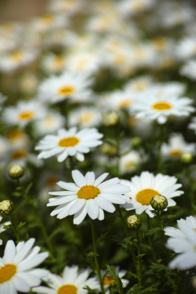 Field of Daisies by engin akyurt — canvas wall art