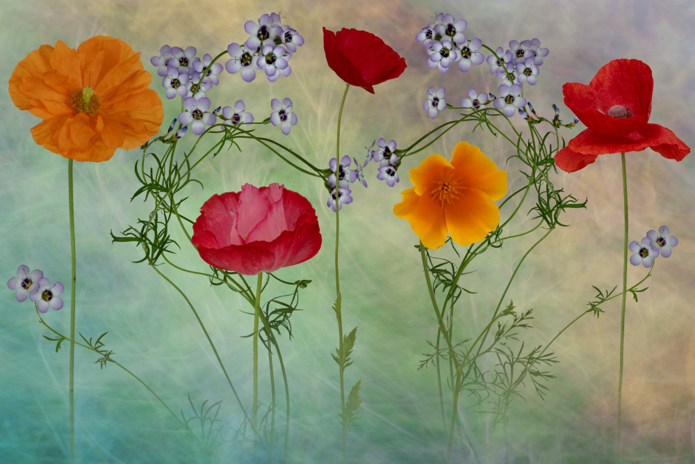 Vibrant Poppy Meadow by Richard Urbanski — canvas wall art