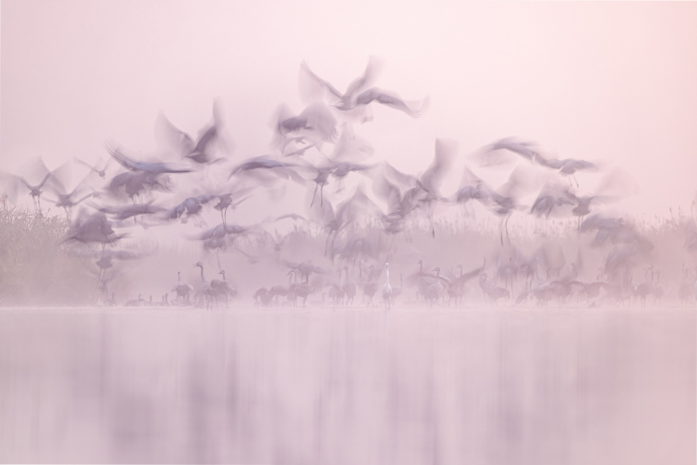 Ethereal Flamingo Flight by Rafal R. Nebelski — canvas wall art