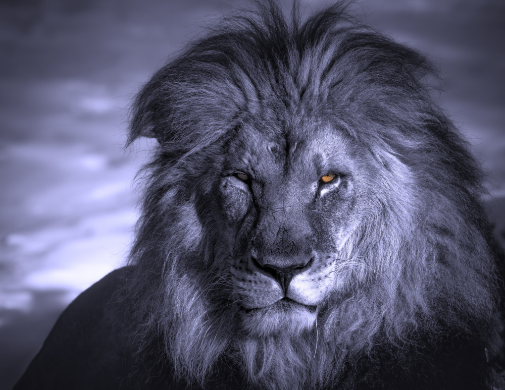 Intense Lion Gaze by Alex Zhao — canvas wall art