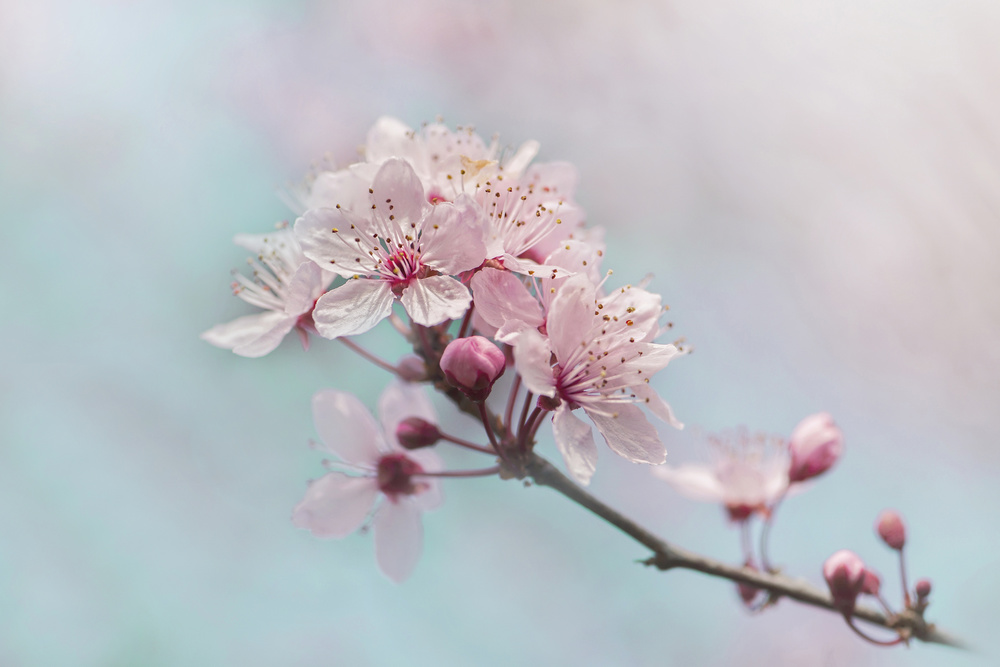 Pink Cherry Blossoms by Jacky Parker — canvas wall art