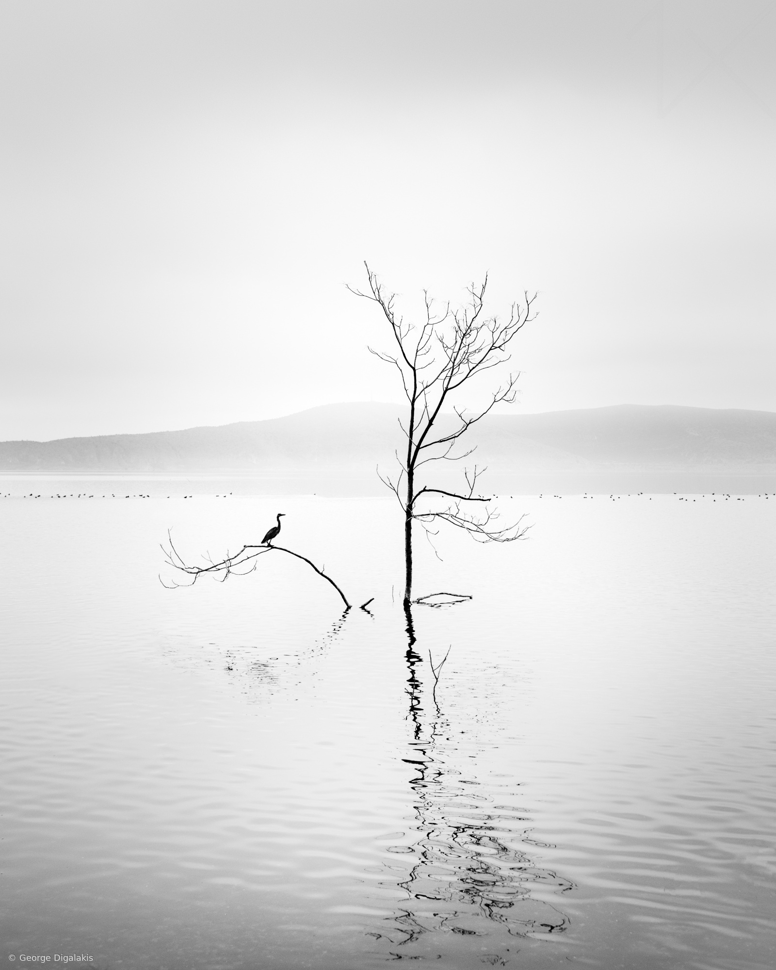 The Heron