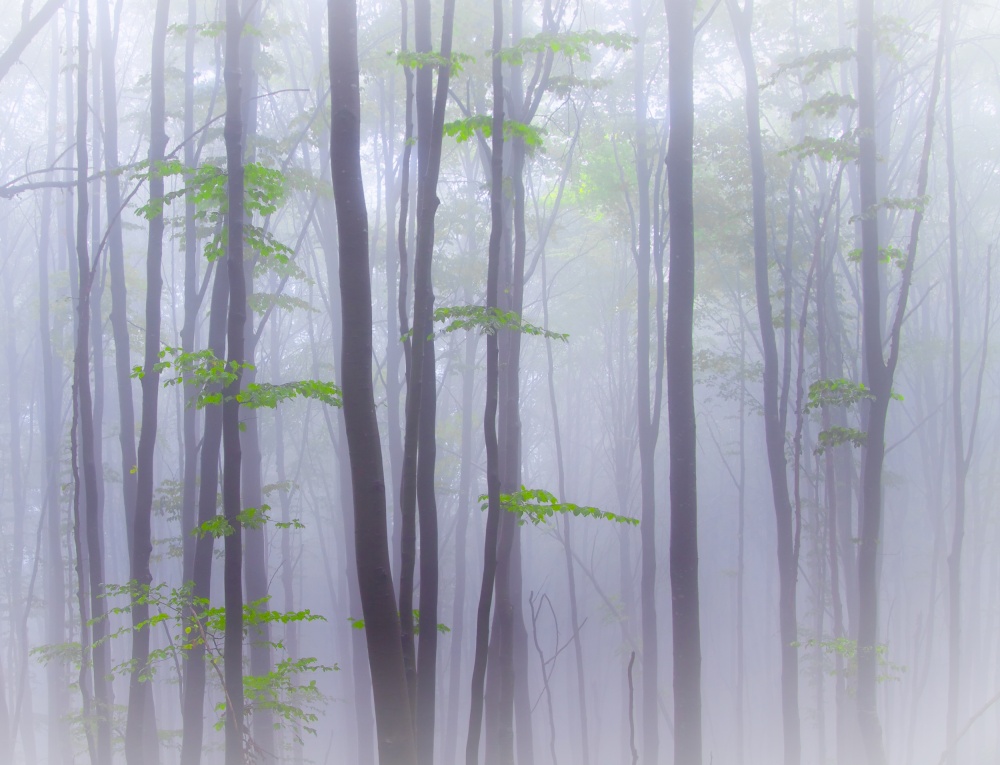 Misty Forest Green by Michel Manzoni — canvas wall art