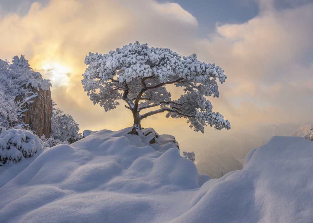 Winter Tree Golden Dawn by Jaeyoun Ryu — canvas wall art