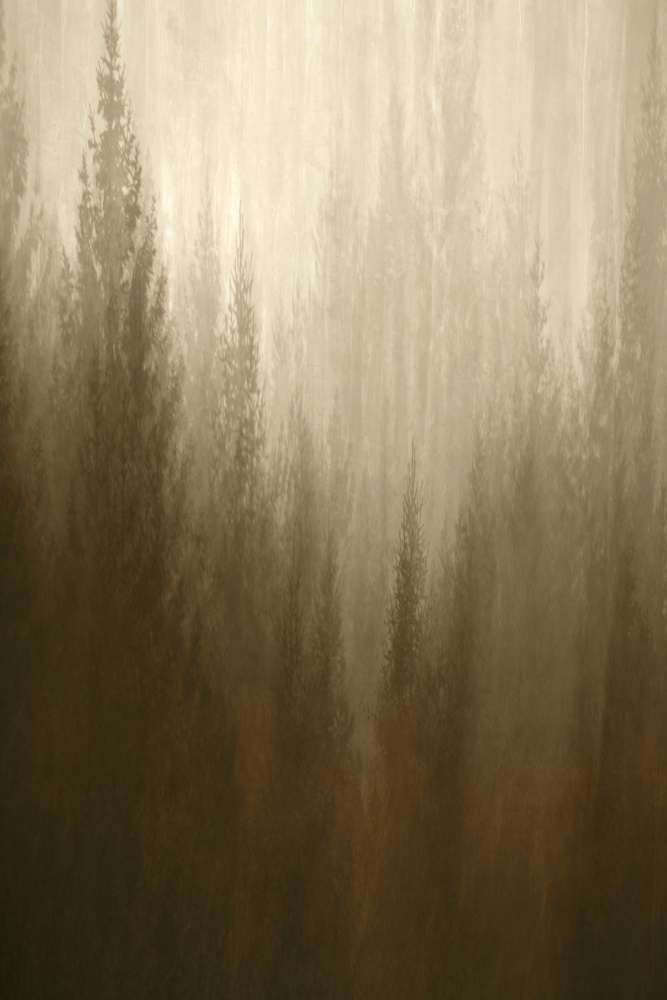 Forest Haze by Christina Sillen — canvas wall art