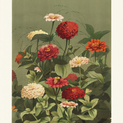 Zinnias By Ellen Thayer Fisher