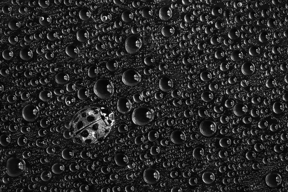Monochrome Ladybug Raindrops by Stephen Clough — canvas wall art